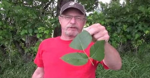 Man Shows How to Prevent Poison Ivy Rashes – Useful Tips for All